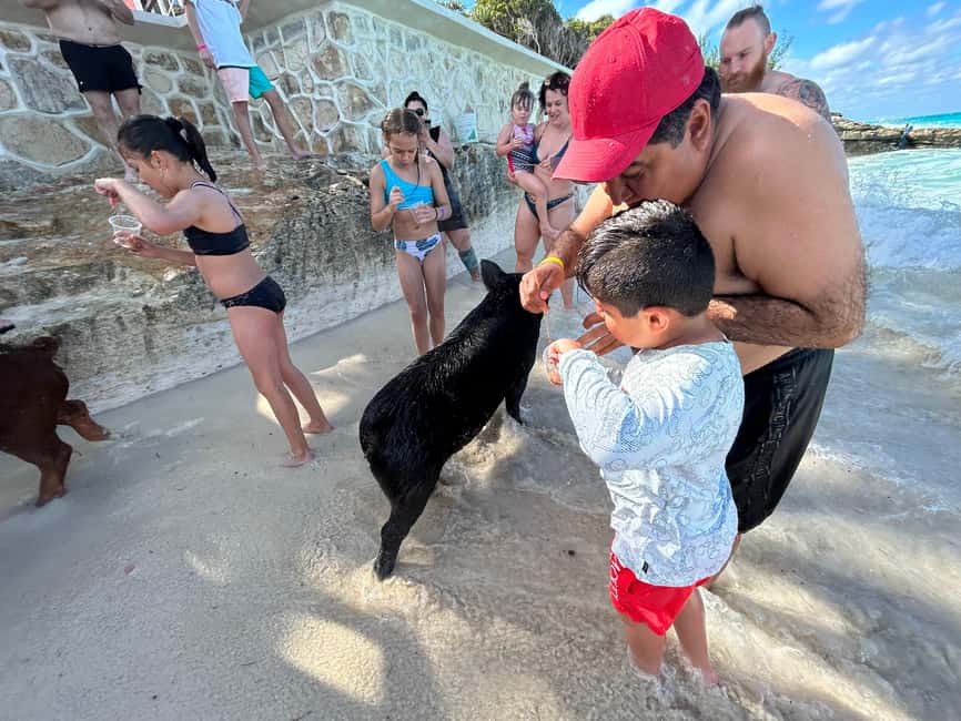 Image N°93 de Nassau : Cochons, plongée en apnée, tortues, déjeuner, club de plage privé activité à New Providence, publiée par le prestataire