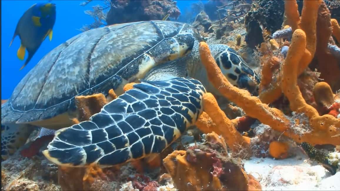 imagem n.6 de Montego Bay: Excursão particular de 1 dia para Negril atividade em Negril, carregada pelo fornecedor