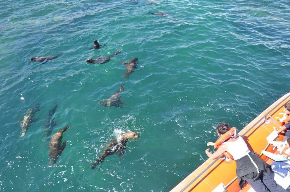 Bild Nr. 25 von Puerto Piramides: Walbeobachtungstour mit dem Boot Aktivität in Argentinien, hochgeladen vom Anbieter
