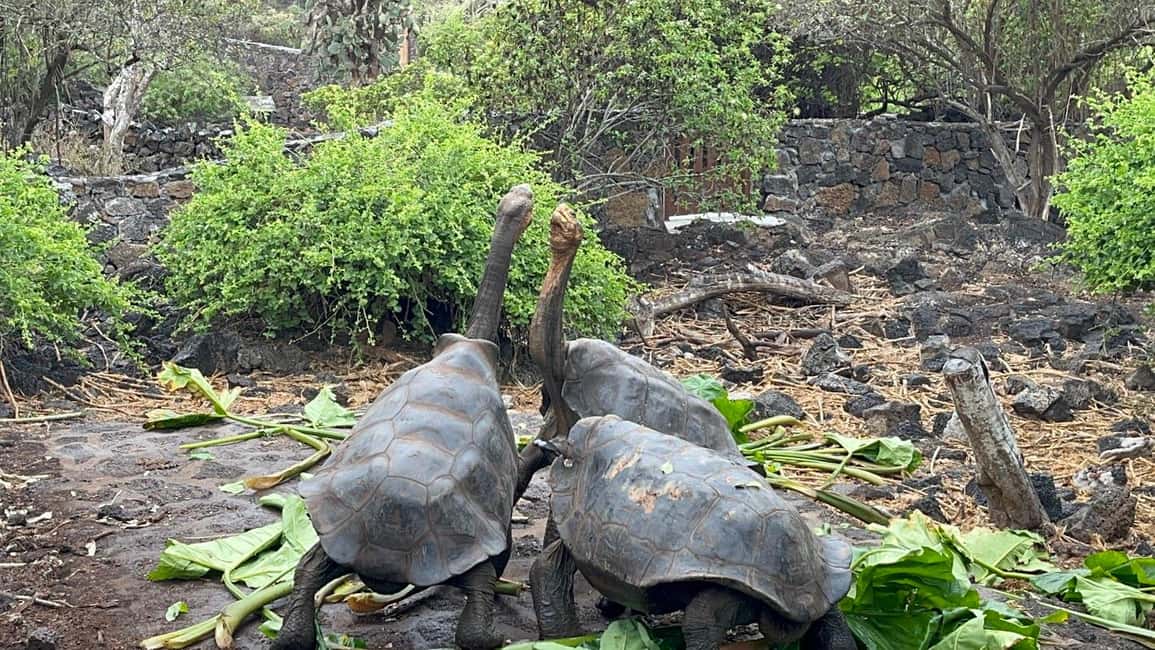 image n.5 of 4 Day Galapagos Land Tour activity in Galápagos Islands, uploaded by supplier