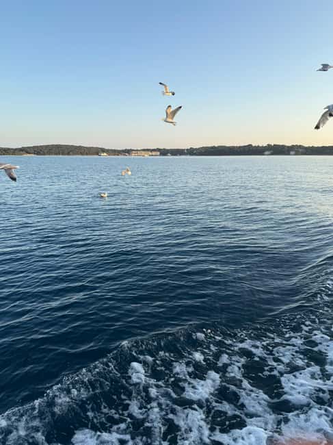 image n.15 of Fazana: dolphin safari and sightseeing in Brijuni at sunset activity in Pula, uploaded by supplier
