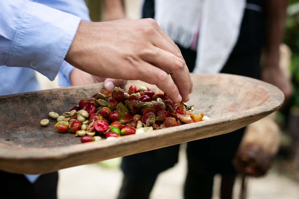 imagem n.6 de Medellín: Tour do café, chegada a cavalo e cana-de-açúcar atividade em Medellín, carregada pelo fornecedor