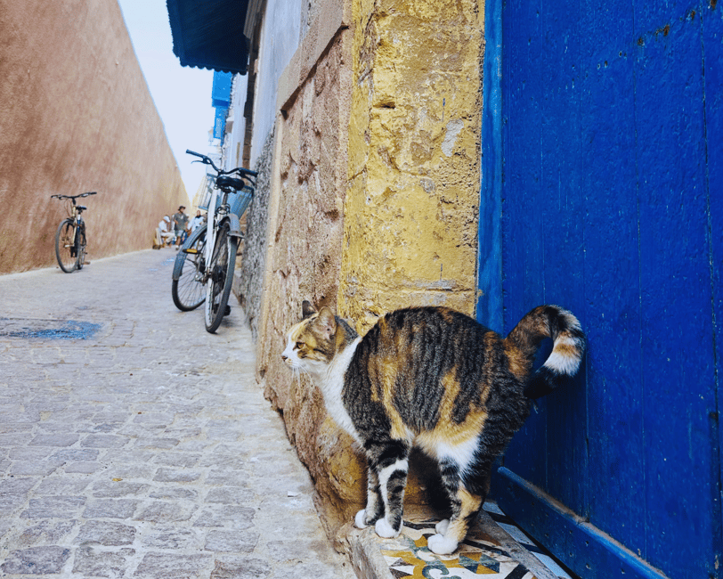 Immagine nº 10 di Da Marrakech: Escursione di una giornata intera a Essaouira attività a Essaouira, caricata dal fornitore