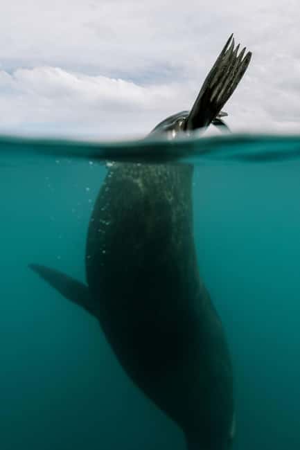 image n.10 of Kaikoura: Seal-Watching Pedal Kayak Tour activity in Kaikoura, uploaded by supplier