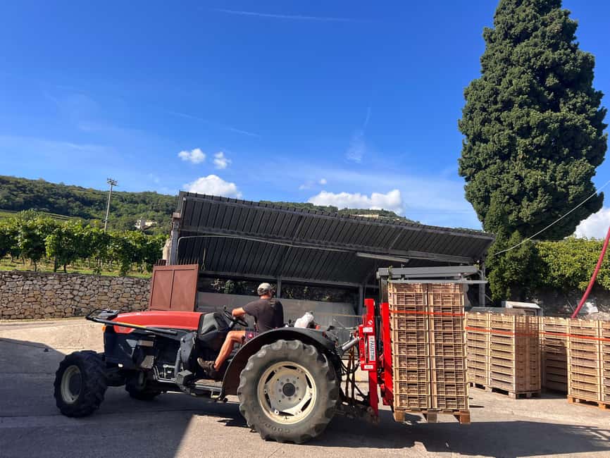 Immagine nº 53 di Il tour completo dell'Amarone: 2 cantine, pranzo e approfondimento sull'Amarone attività a Verona, caricata dal fornitore