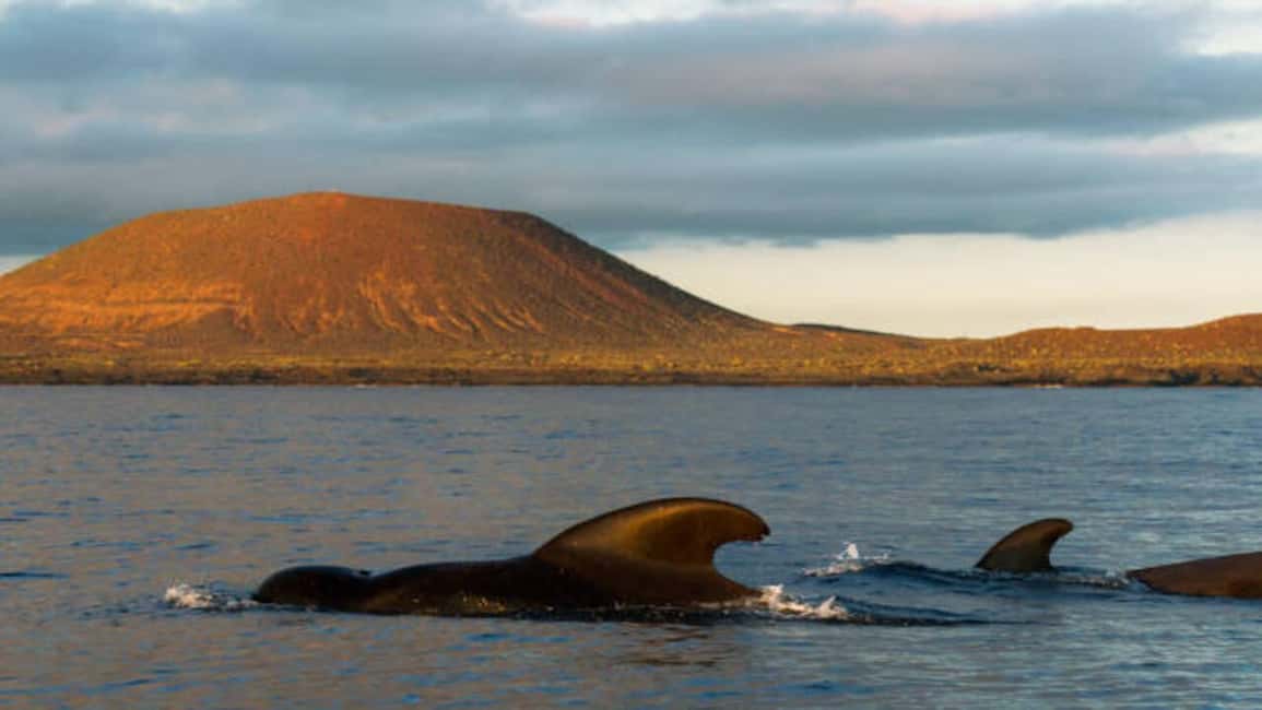 image n.7 of Los Cristianos: Eco Yacht Whale Watching Tour at Sunset activity in Canary Islands, uploaded by supplier