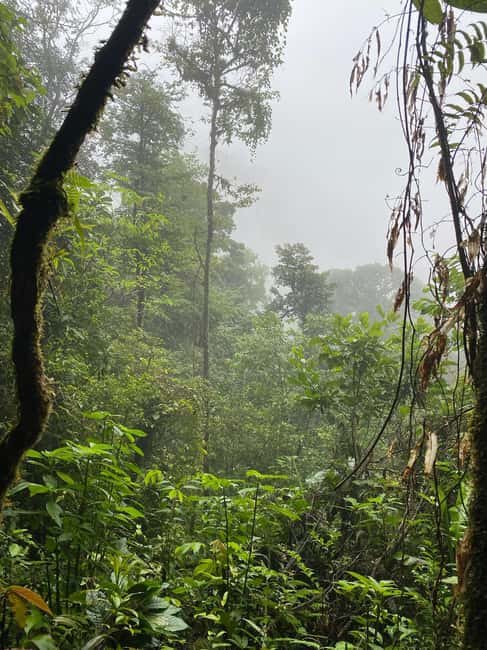Immagine nº 14 di Guanacaste: gita di un giorno alla foresta pluviale, ai bradipi e alla natura con pranzo attività a Alajuela, caricata dal fornitore