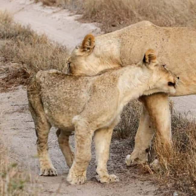 image n.20 of Tsavo East and Tsavo West Sanctuary Safari activity in Coast Province, uploaded by supplier