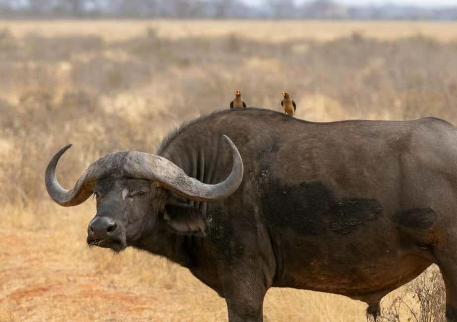 image n.71 of 2-Days Wildlife Safari to Tsavo East & Tsavo West Park activity in Coast Province, uploaded by supplier