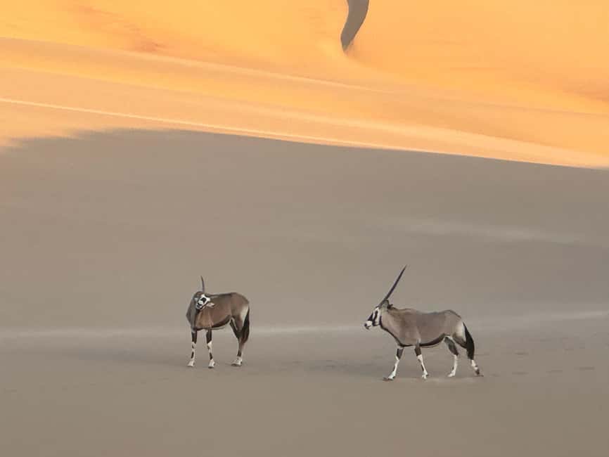 image n.93 of Walvisbay: Sandwich Harbour 4x4 Tour-Unparalleled Experience activity in Erongo, uploaded by supplier