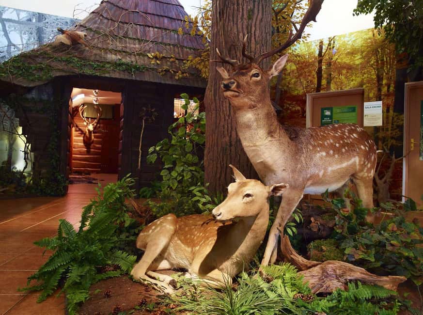 Immagine nº 8 di Da Cracovia: Escursione al castello di Pszczyna e alla riserva dei bisonti attività a Pszczyna, caricata dal fornitore