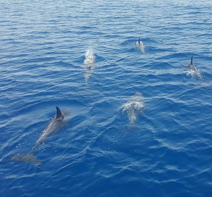 imagen n.º 3 de Cayo Hueso: Tarde de navegación en catamarán y observación de delfines actividad en Cayo Hueso, subida por el proveedor