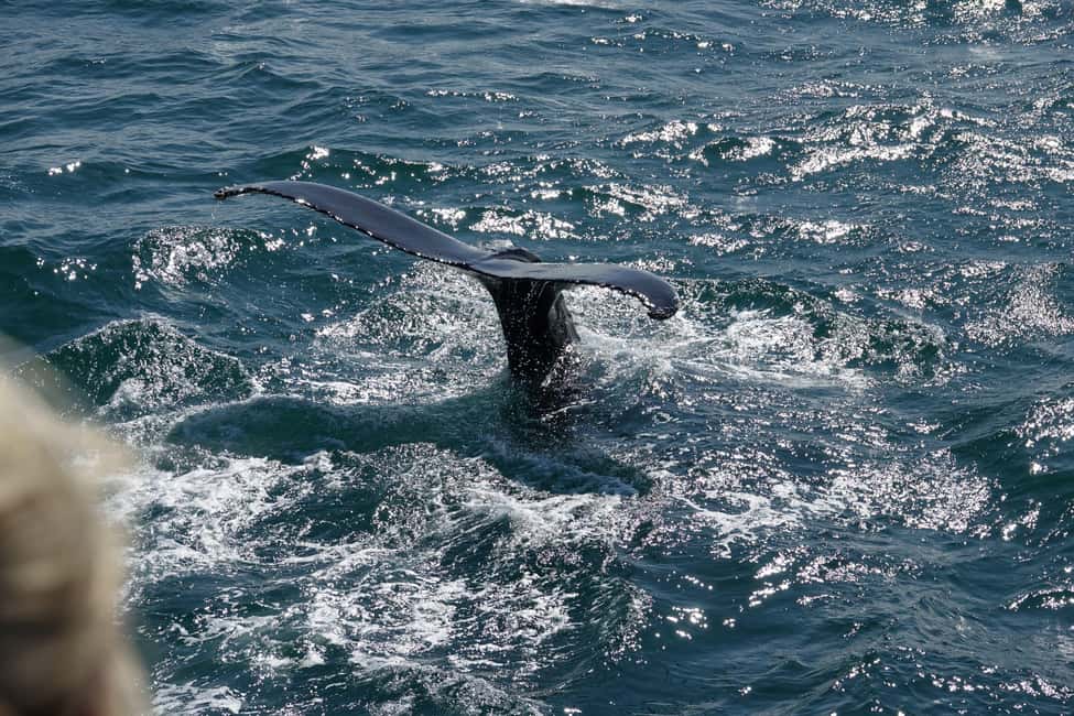 imagen n.º 21 de Reikiavik: Crucero de avistamiento de ballenas y vida marina actividad en Vesturland, subida por el proveedor