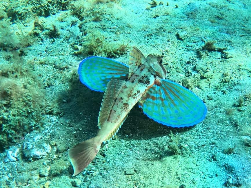 image n.18 of Tenerife: Half-Day Snorkeling Tour activity in Arico, uploaded by supplier
