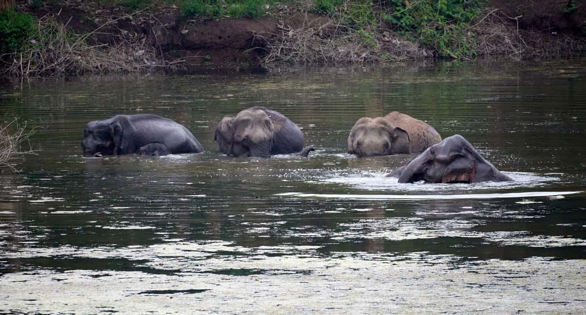 image n.23 of From Kathmandu/Pokhara: 3 Day All-Inclusive Chitwan Safari activity in Pashchimanchal, Western Region, uploaded by supplier