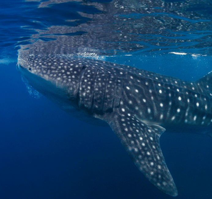 image n.3 of AMAZING SUMBAWA WHALE SHARK TOUR activity in West Nusa Tenggara, uploaded by supplier