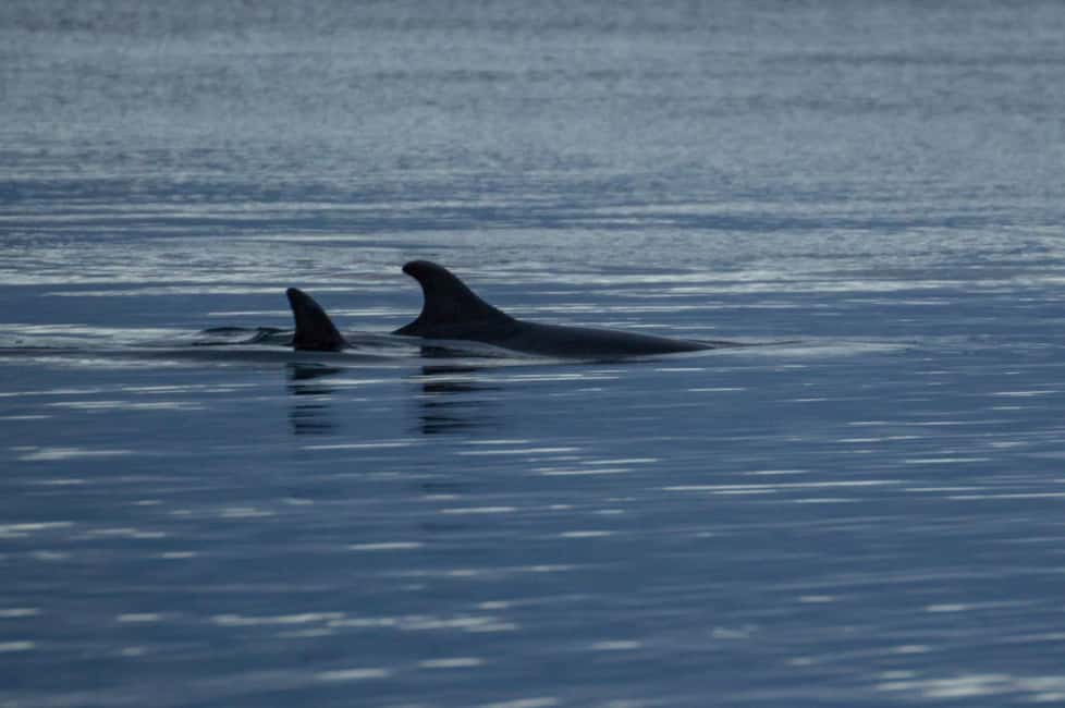 image n.3 of Alta: Alta Fjord Whale Watching Tour activity in Norway, uploaded by supplier