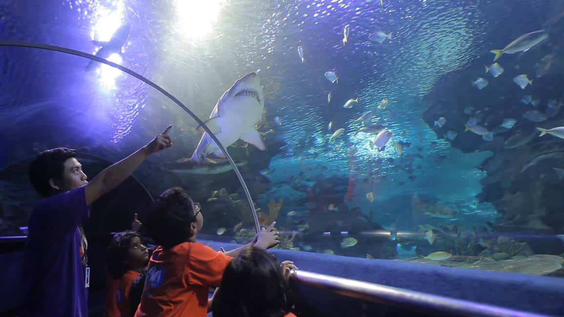 Image N°2 de Kuala Lumpur : billet d'entrée à Aquaria KLCC activité à Kuala Lumpur, publiée par le prestataire
