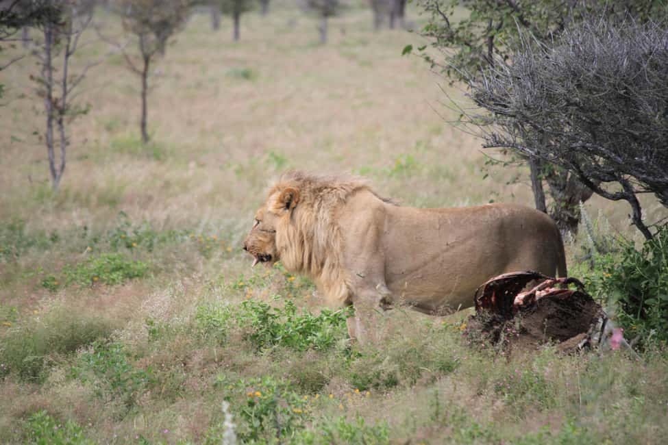 image n.12 of Etosha National Park: Full or Half-Day Game Drive activity in Oshikoto Region, uploaded by supplier