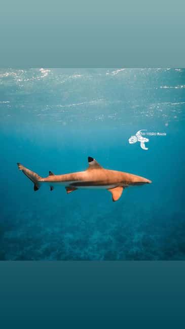 Immagine nº 10 di Muscat: gita di snorkeling alle isole Daymaniat con pranzo attività a Oman, caricata dal fornitore