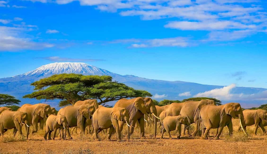 image n.5 of Serengeti: 5-Day Safari with Hot Air Balloon Ride activity in Mara Region, uploaded by supplier