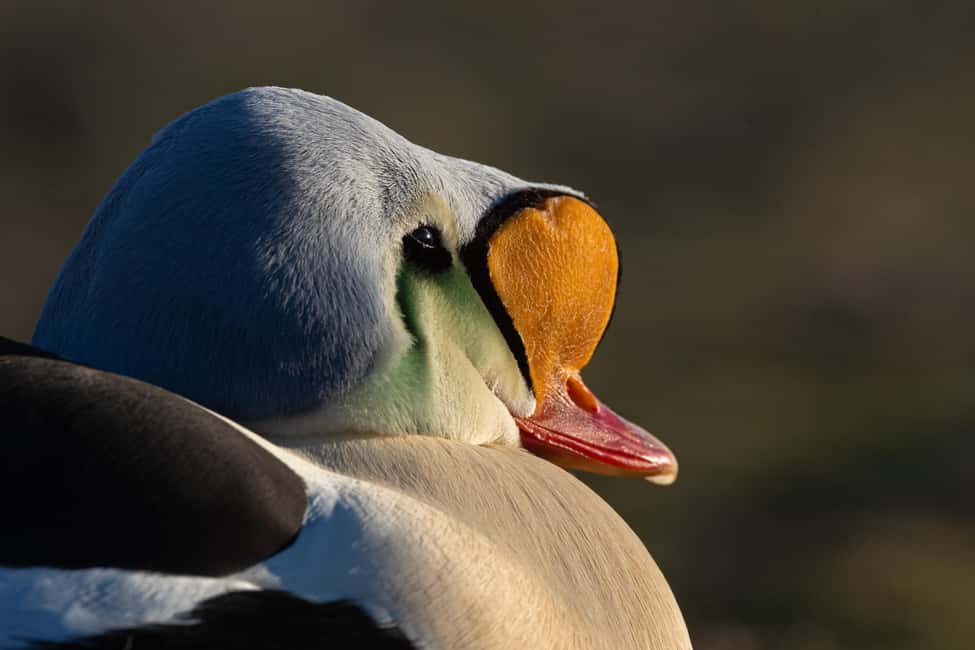 image n.13 of Longyearbyen: Wildlife Safari & Hiking Photography Tour activity in Longyearbyen, uploaded by supplier