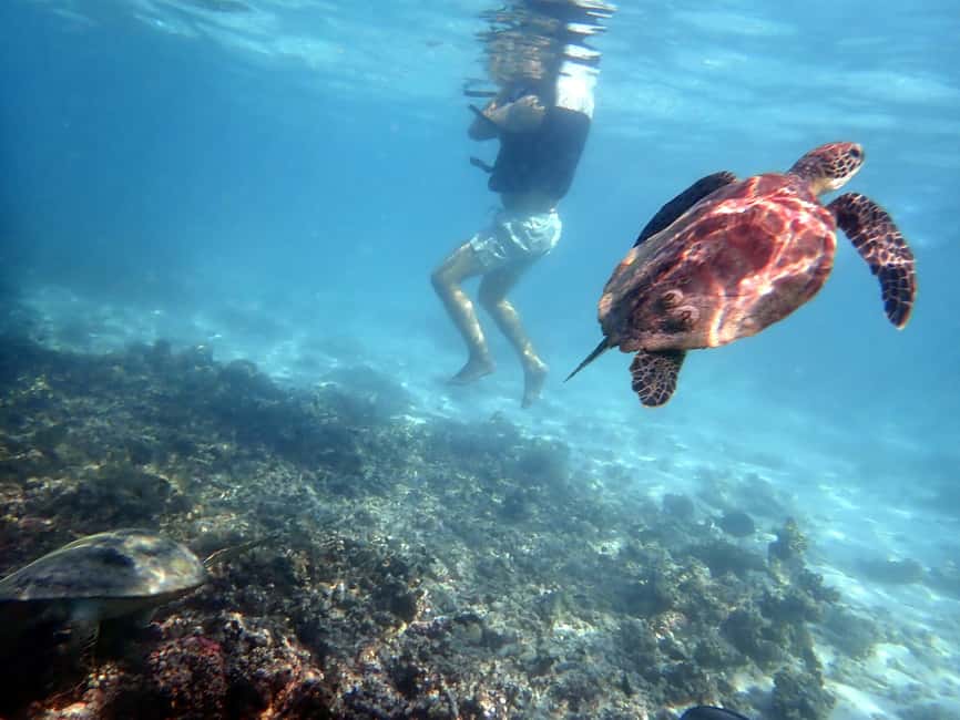 Immagine nº 3 di Tour pomeridiano di snorkeling delle isole Dimaniyat attività a Mascate, caricata dal fornitore