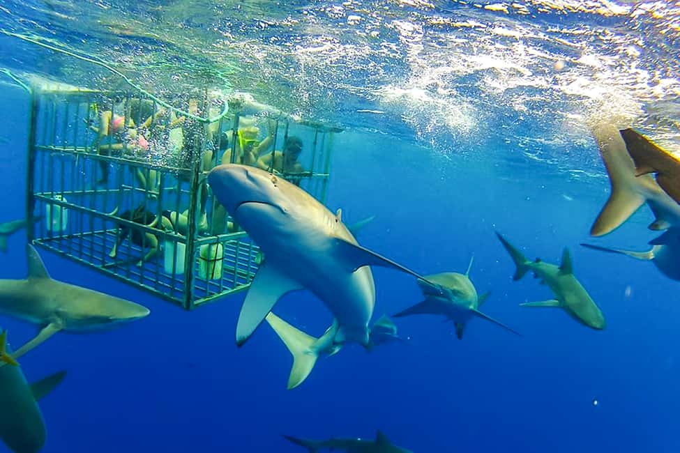 image n.3 of Oahu: Shark Cage Dive on the North Shore activity in Honolulu, uploaded by supplier