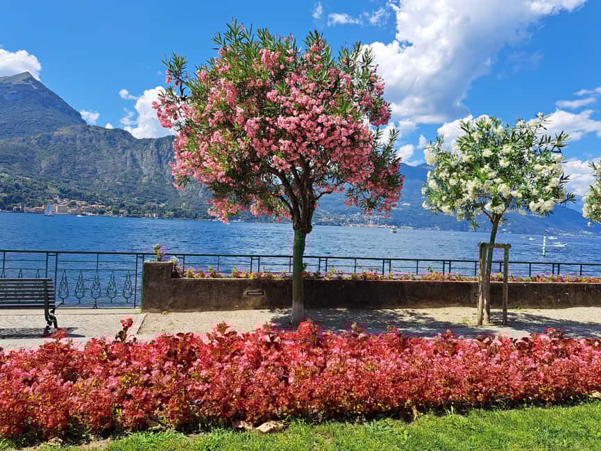 imagem n.22 de De Milão: Cruzeiro no Lago Como com Visitas a Como e Bellagio atividade em Lombardia, carregada pelo fornecedor