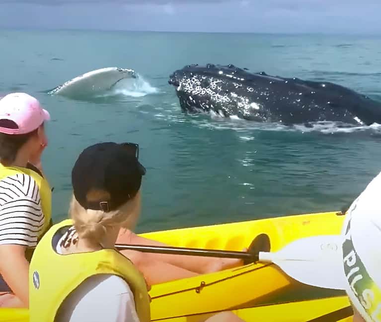 Image N°6 de Observation des baleines en kayak de mer + aventure sur la Great Beach Drive activité à Région de Gympie, publiée par le prestataire