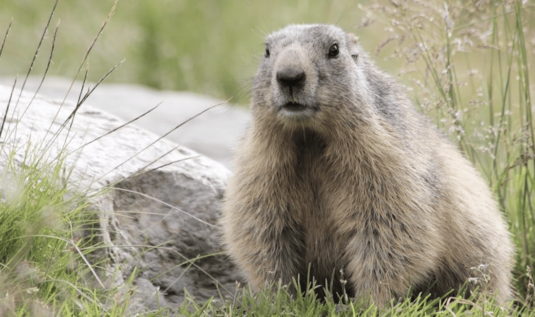image n.8 of Beartooth Highway Tour With Wildlife Guide activity in Wyoming, uploaded by supplier