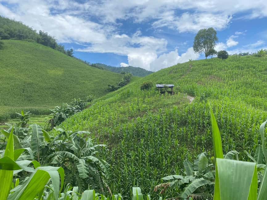 image n.31 of Chiang Rai Trek: 4 Hilltribes Villages & Waterfall Only Walk activity in Chiang Rai, uploaded by supplier