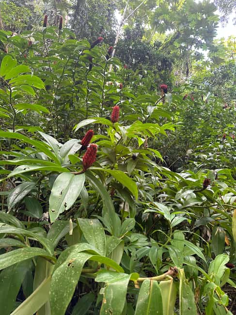 billede nr.26 af aktiviteten Fajardo: Guidet eventyr i El Yunque-skoven i Río Grande, Puerto Rico, uploadet af udbyder
