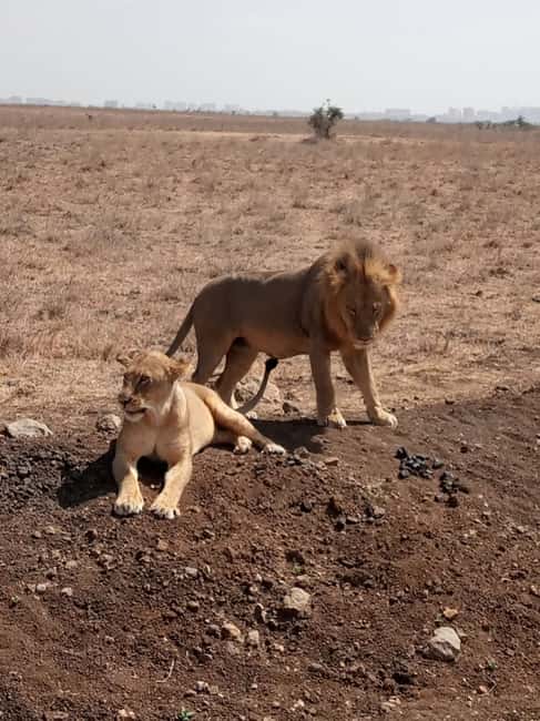 image n.6 of Overnight safari to Tsavo East from Mombasa / Diani Beach activity in Coast Province, uploaded by supplier