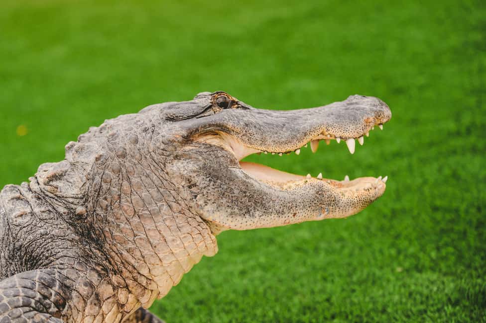 image n.1 of Miami: Wild Everglades Airboat Ride and Gator Encounters activity in Miami, uploaded by supplier
