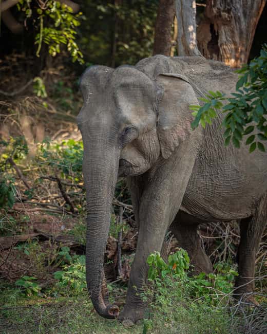 image n.14 of From Mirissa/Galle/Hikkaduwa: Udawalawa National Park Safari activity in Eastern Province, Sri Lanka, uploaded by supplier