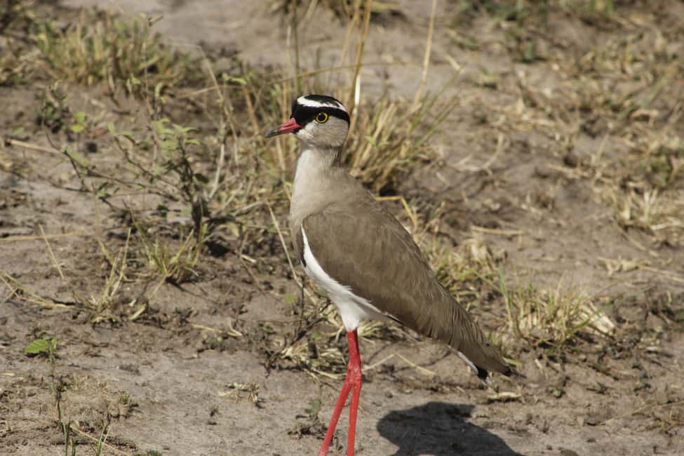image n.1 of Rwanda: Birdwatching Tours with remarkable landscapes view activity in Western Province, Rwanda, uploaded by supplier