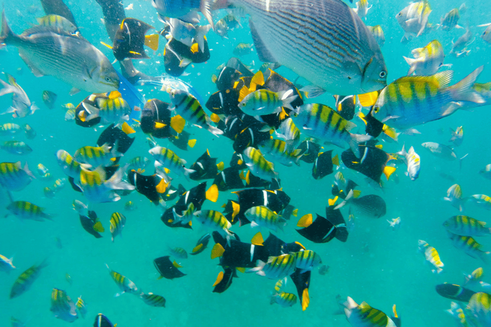 image n.1 of Islas Marietas: Snorkel, Kayak, Paddle, and Playa Nopalera activity in Jalisco, uploaded by supplier