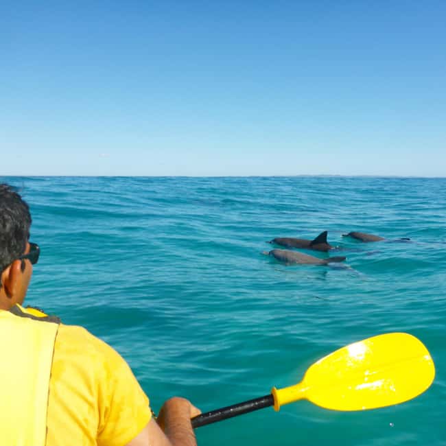 Image N°4 de Excursion en kayak à la rencontre des dauphins et visite du parc national en 4X4 sur la plage (privée) activité à Région de Gympie, publiée par le prestataire