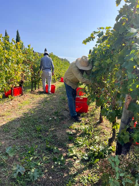 Immagine nº 50 di Il tour completo dell'Amarone: 2 cantine, pranzo e approfondimento sull'Amarone attività a Verona, caricata dal fornitore