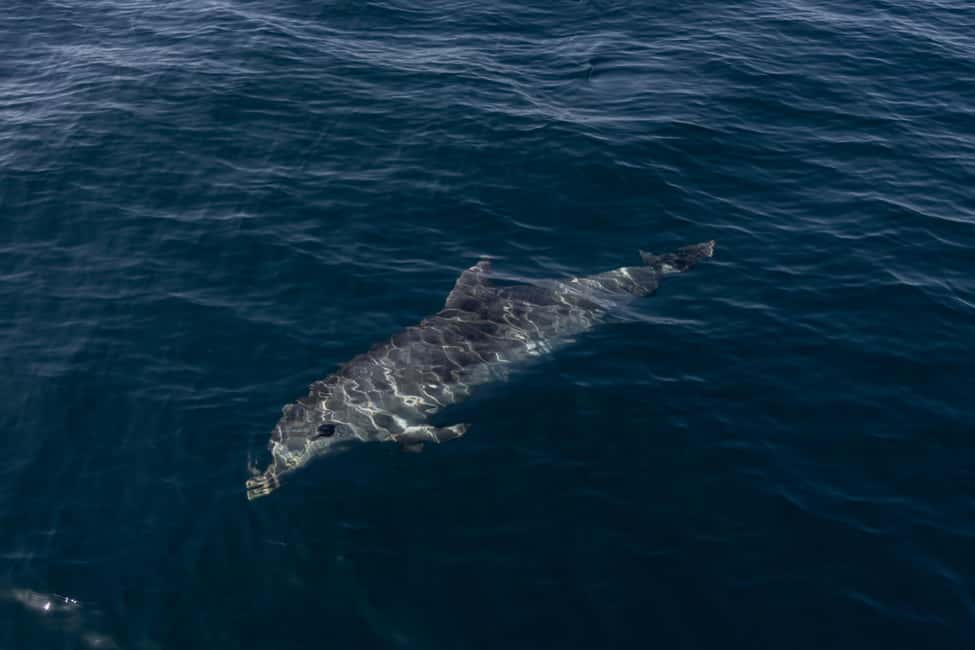 image n.9 of Vilamoura: Boat Tour Dolphin Quest activity in Vilamoura, uploaded by supplier