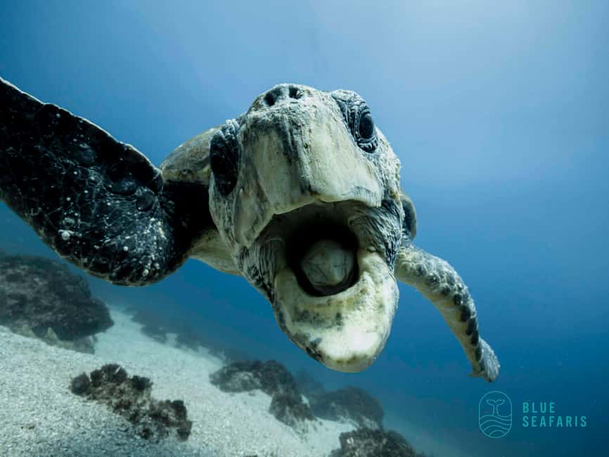 image n.11 of Byron Bay: Snorkelling Tour of Julian Rocks "Nuthungulli" activity in Byron Bay, uploaded by supplier