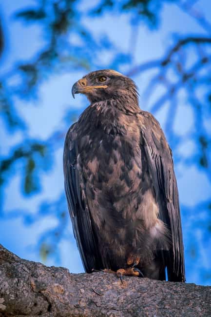 image n.10 of Tsavo East and Tsavo West Sanctuary Safari activity in Coast Province, uploaded by supplier