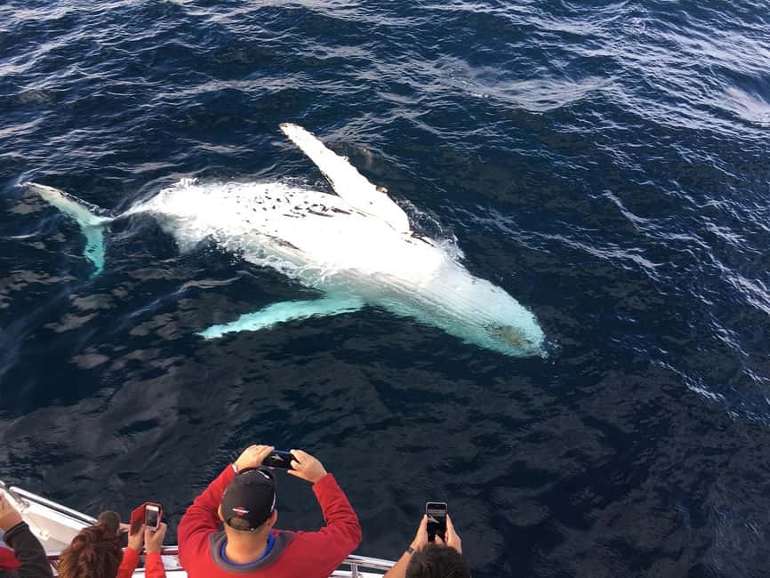 image n.4 of All Inclusive Mirissa Whale and Dolphin Watching Boat Ride activity in Mirissa, uploaded by supplier