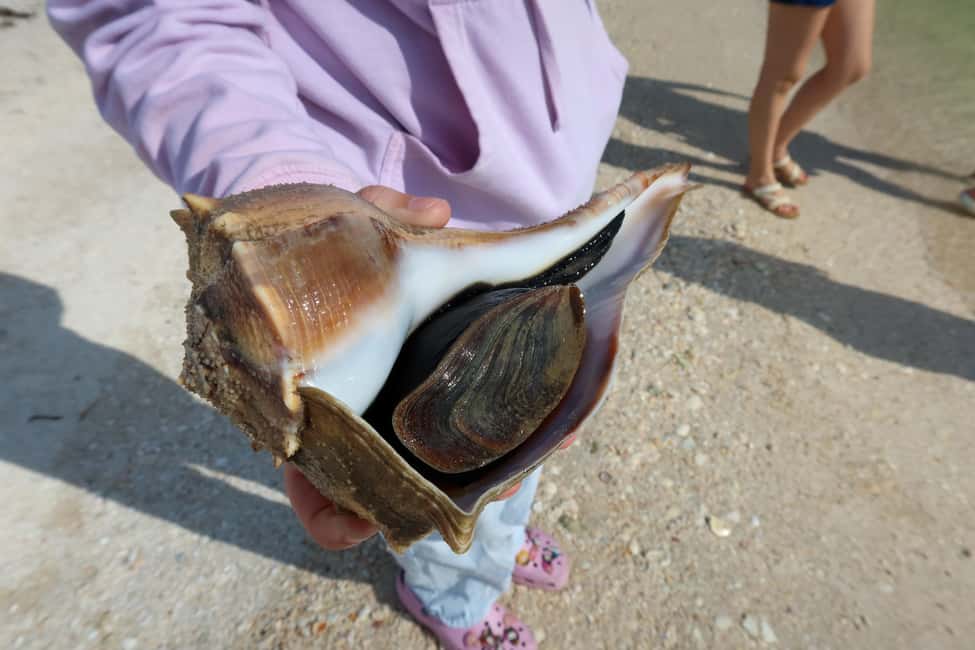 image n.10 of Clearwater: Dolphin Cruise with an Island Adventure activity in Clearwater, uploaded by supplier