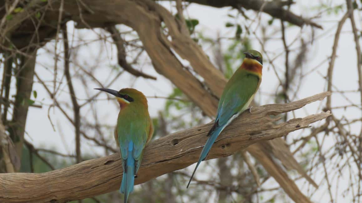 image n.15 of Anuradhapura: Full-Day Wilpattu National Park Private Safari activity in North Central Province, uploaded by supplier