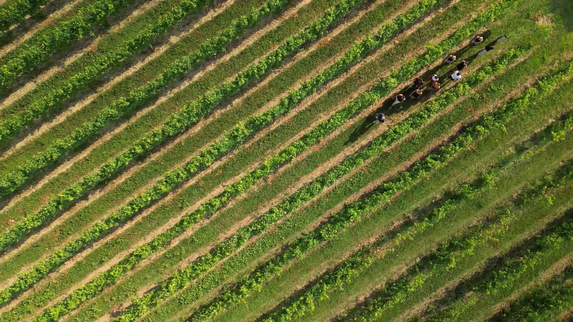 image n.7 of Bardolino: Vineyard Tour with Wine, Olive Oil & Food Tasting activity in Lombardy, uploaded by supplier