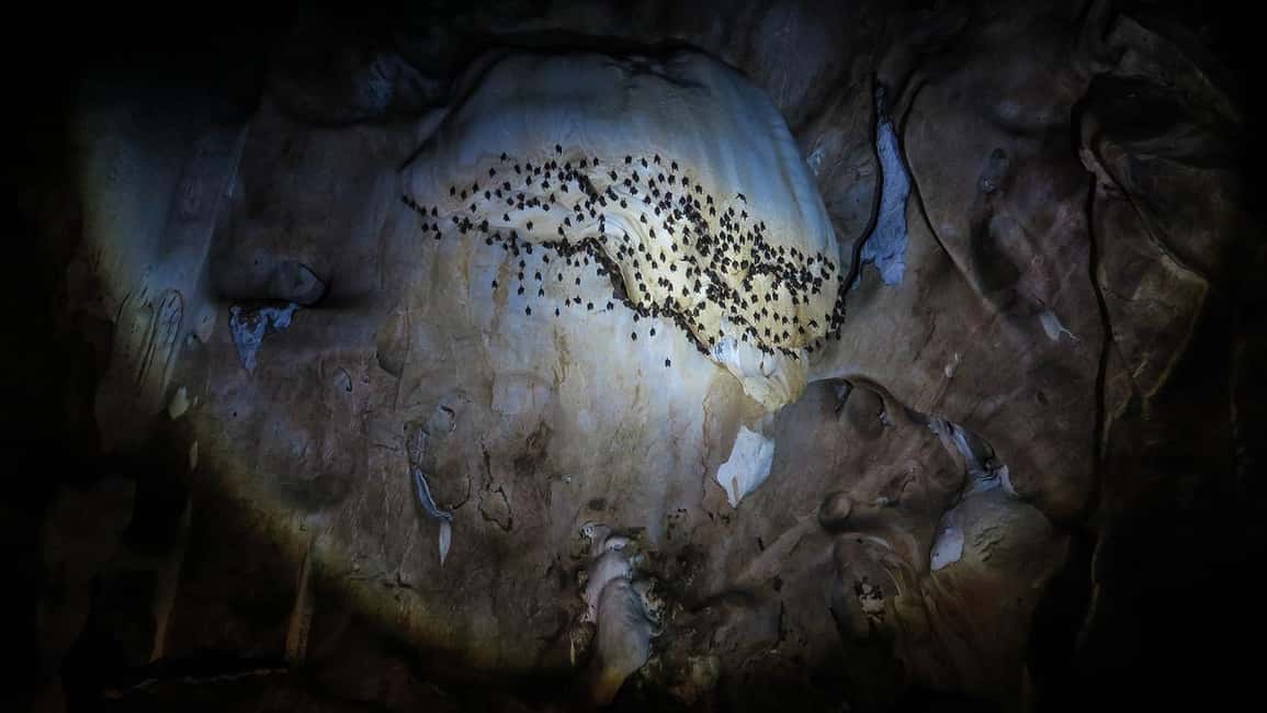 image n.11 of Chiang Mai: Full-Day Chiang Dao Caving & Jungle Kayaking activity in Chiang Dao, uploaded by supplier