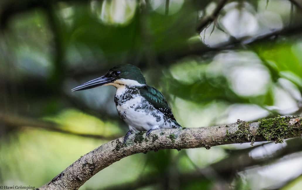 image n.20 of Carara National Park: Best Tour Carara National Park-One Day activity in Puntarenas Province, uploaded by supplier