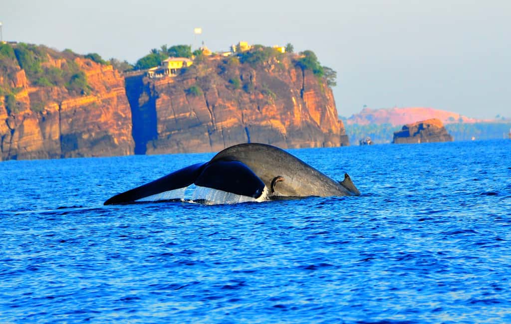 image n.1 of Trincomalee: Dolphin & Whale Watching Boat Tour activity in Nilaveli, uploaded by supplier